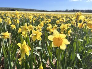Image of daffodil in Laurencekirk field